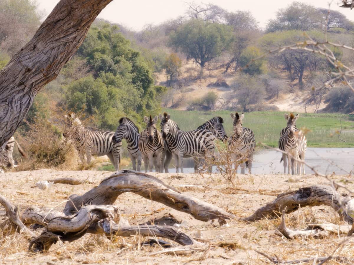 A herd of zebra by a river in the Okavango Delta, Botswana, framed by a fallen tree in dry savannah.
